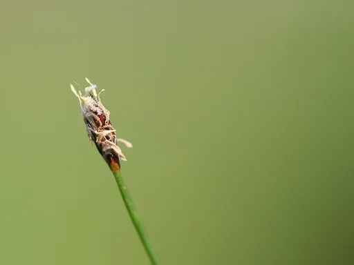Needle hairgrass (Eleocharis acicularis)
