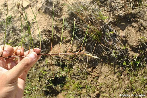 Giant hairgrass (Eleocharis montevidensis)