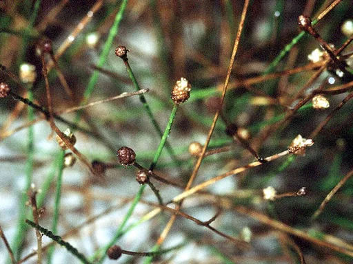 Dwarf hairgrass (Eleocharis parvula)