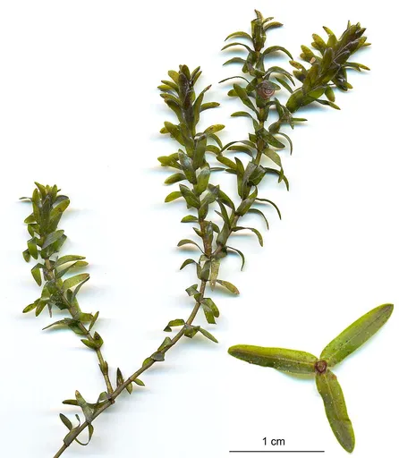 Canadian waterweed (Elodea canadensis)