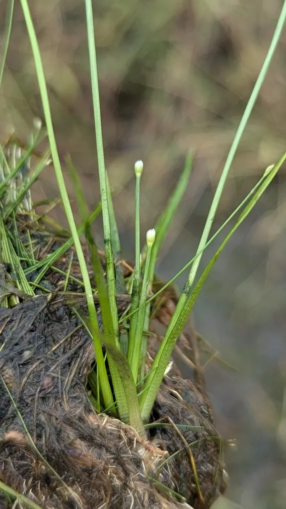 Eriocaulon buergerianum (Eriocaulon buergerianum)