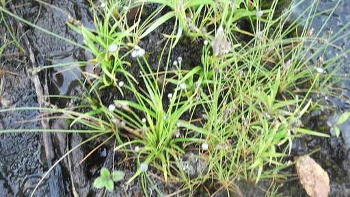 Eriocaulon quinquangulare (Eriocaulon quinquangulare)