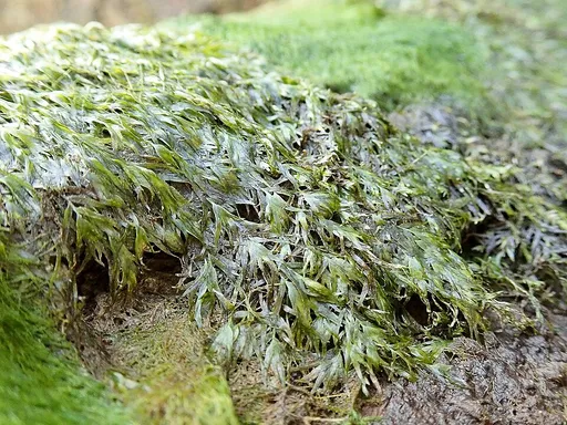 Phoenix moss (Fissidens fontanus)