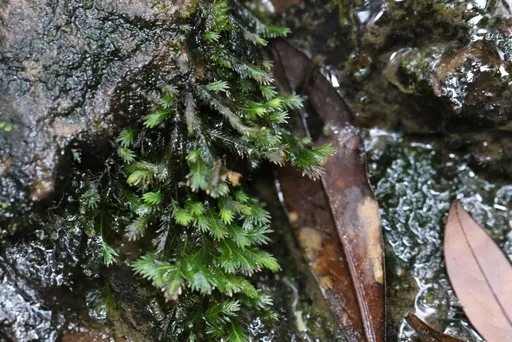 Fissidens nobilis (Fissidens nobilis)