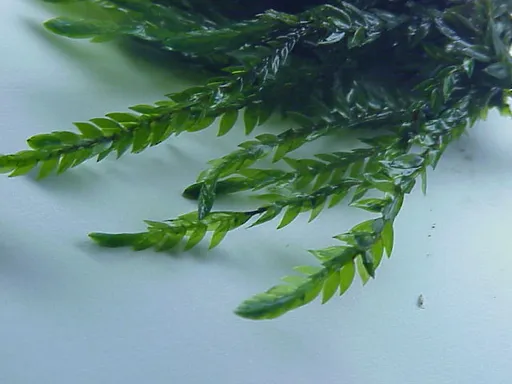 Willow moss (Fontinalis antipyretica)