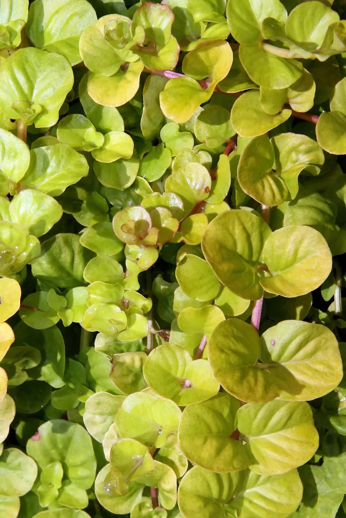 Creeping jenny Aurea (Lysimachia nummularia 'Aurea')