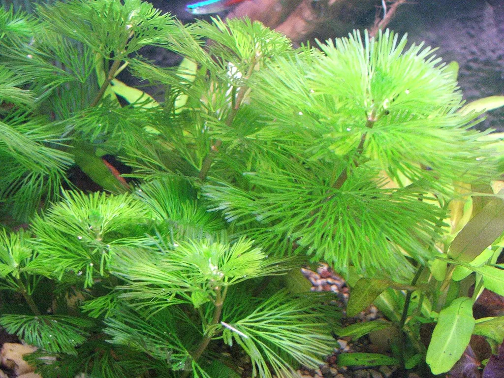 Giant cabomba (Cabomba aquatica)