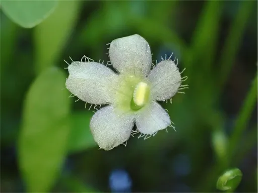 Glosso (Glossostigma elatinoides)