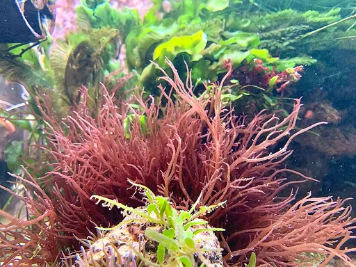 Red Gracilaria (Gracilaria parvispora)
