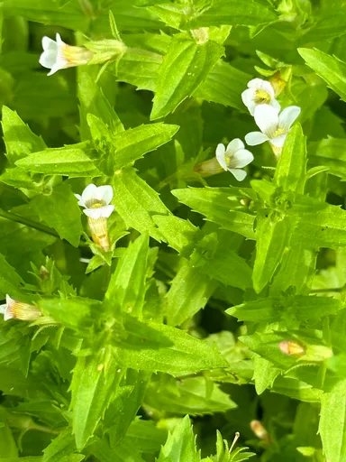 Gratiola (Gratiola viscidula)
