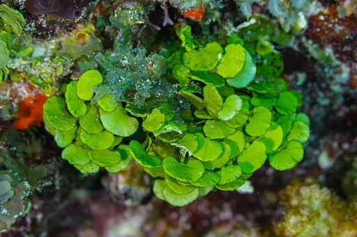 Watercress algae (Halimeda tuna)