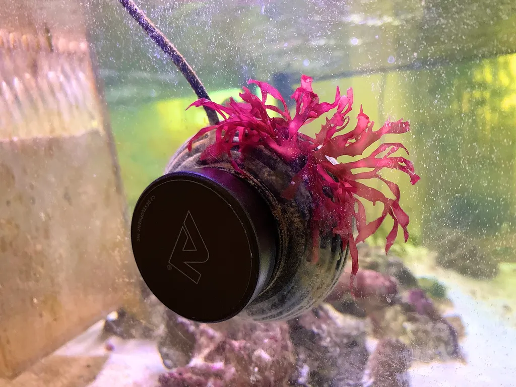 Dragon's Breath (Halymenia durvillei)