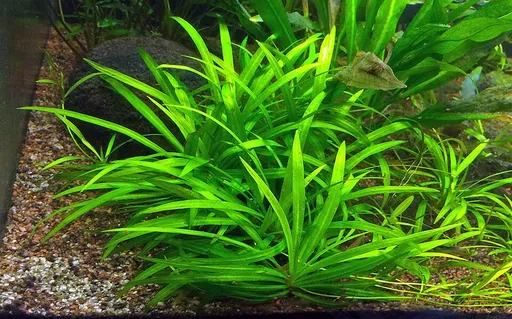 Quadricostatus chain sword (Helanthium bolivianum 'Quadricostatus')