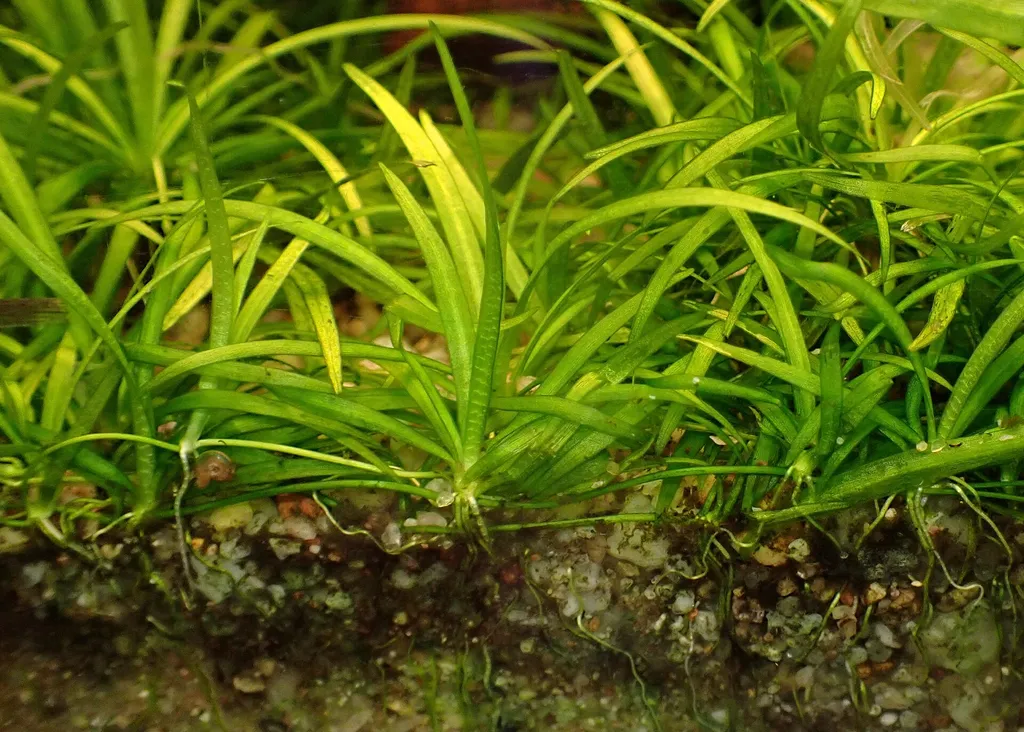 Pygmy chain sword (Helanthium tenellum)