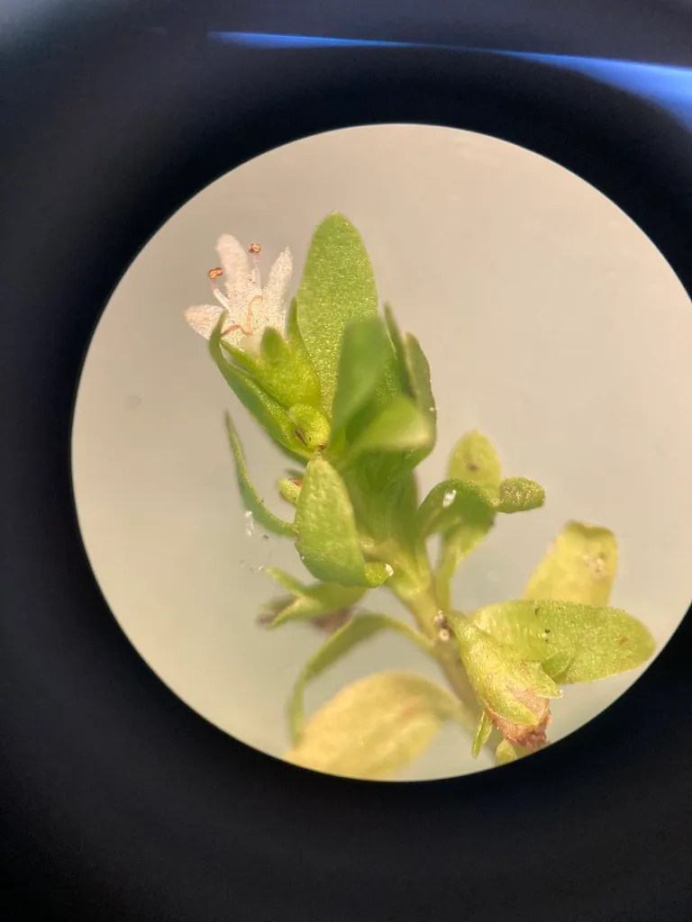 Pearlweed (Hemianthus glomeratus)