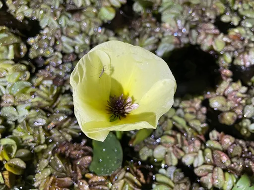 Water poppy (Hydrocleys nymphoides)