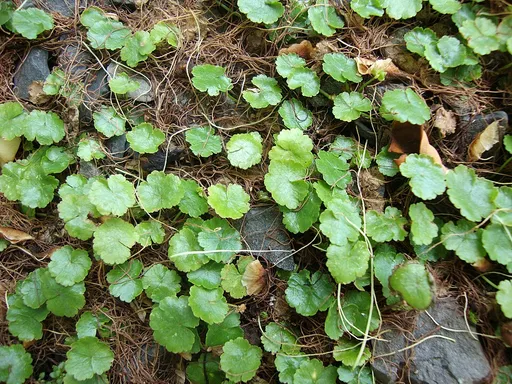 Hydrocotyle mini (Hydrocotyle sibthorpioides)