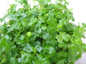 Hydrocotyle Japan (Hydrocotyle tripartita)