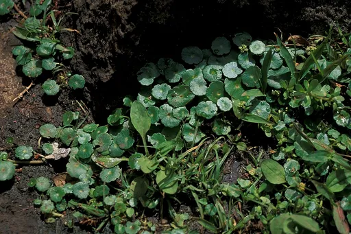 Whorled pennywort (Hydrocotyle verticillata)