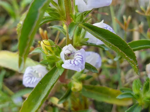 Hygrophila balsamica (Hygrophila balsamica)