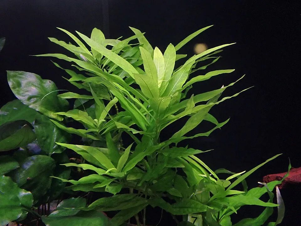 Hygrophila corymbosa (Hygrophila corymbosa)