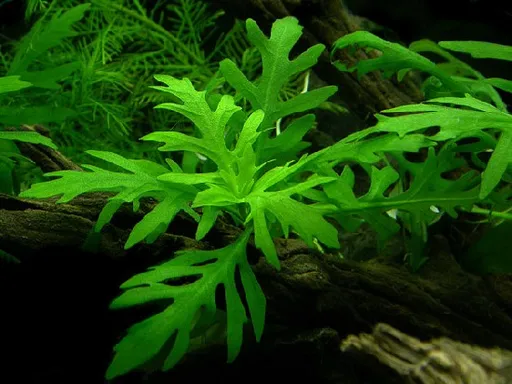 Water wisteria (Hygrophila difformis)