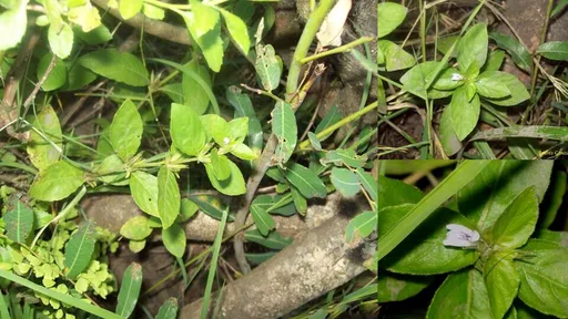 Hygrophila guianensis (Hygrophila guianensis)