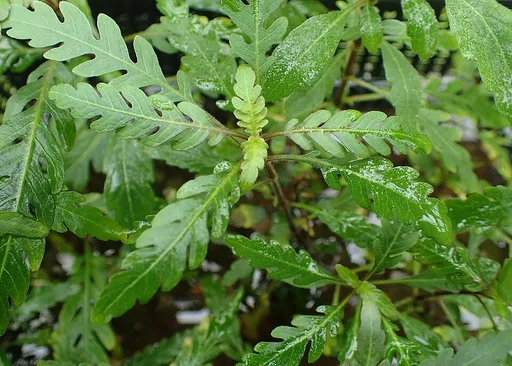 Hygrophila pinnatifida (Hygrophila pinnatifida)