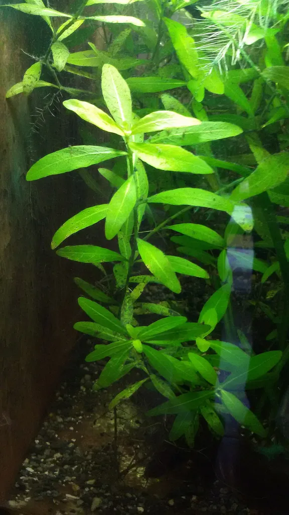Hygrophila polysperma (Hygrophila polysperma)