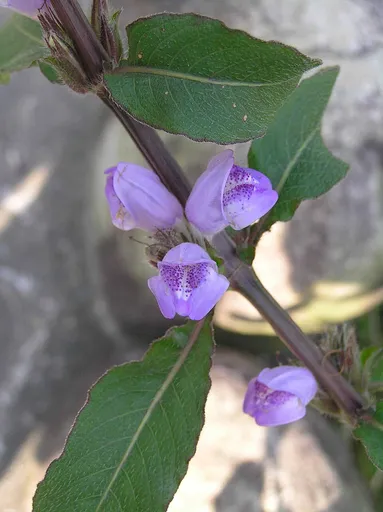 Willow hygro (Hygrophila salicifolia)
