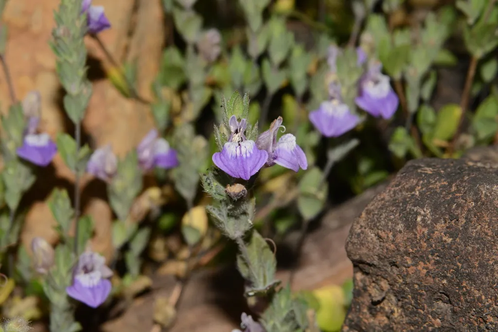Hygrophila serpyllum (Hygrophila serpyllum)