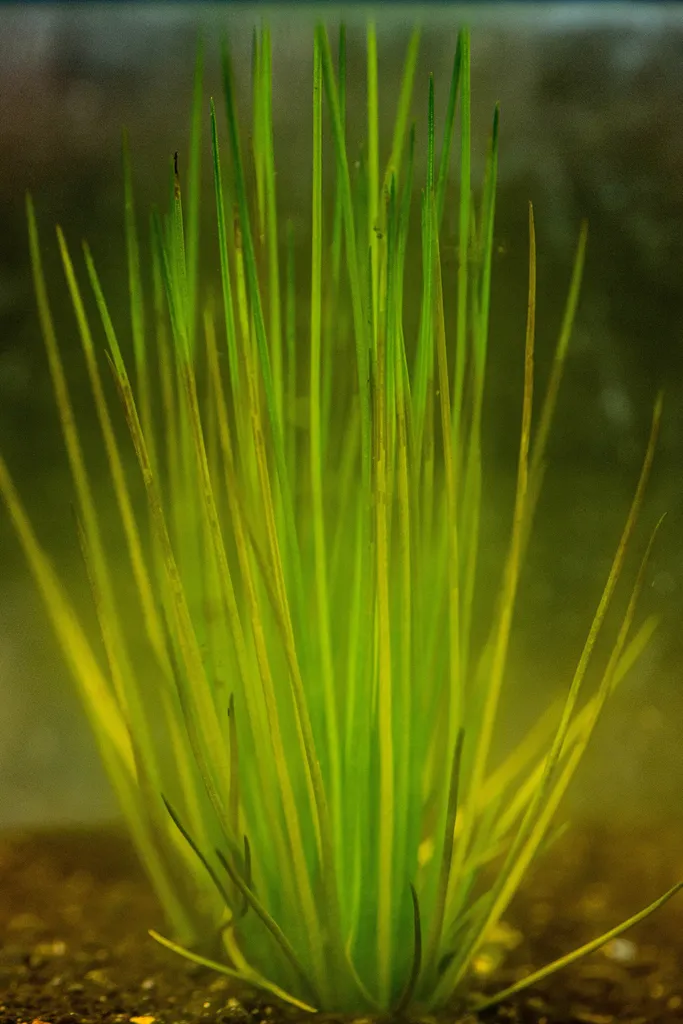 Isoetes japonica (Isoetes japonica)