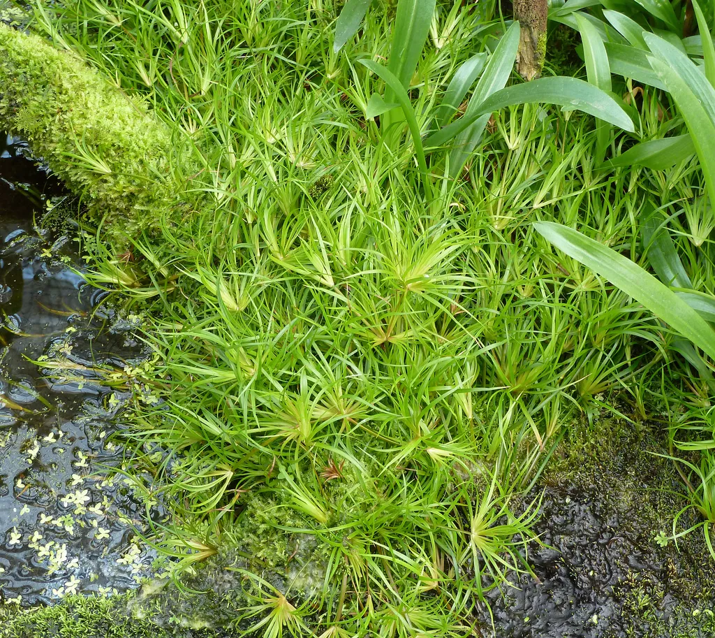 Juncus repens (Juncus repens)