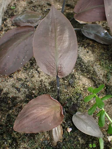 Lagenandra meeboldii (Lagenandra meeboldii)