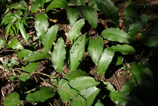 Lagenandra ovata (Lagenandra ovata)