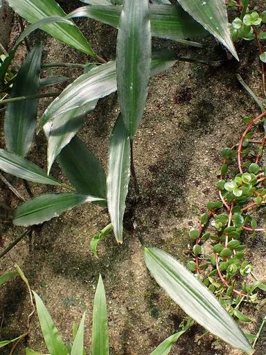 Lagenandra thwaitesii (Lagenandra thwaitesii)
