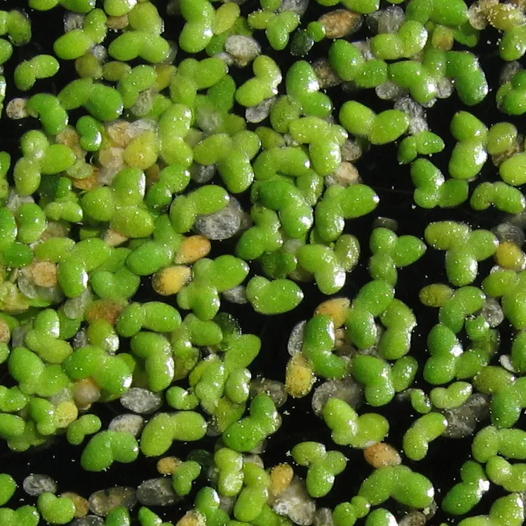 Duckweed (Lemna minor)