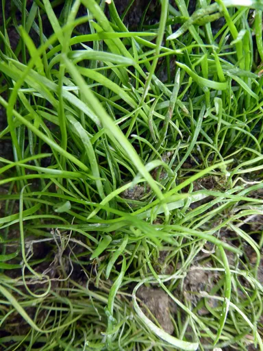 Mauritius micro sword (Lilaeopsis mauritiana)