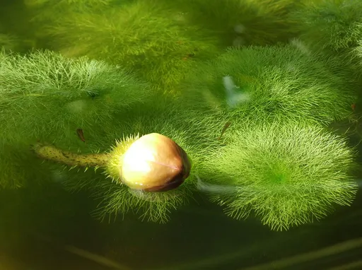 Giant ambulia (Limnophila aquatica)