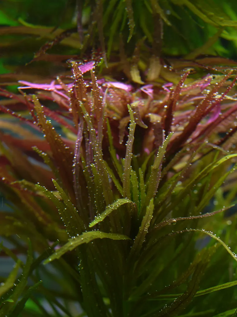 Limnophila aromatica (Limnophila aromatica)