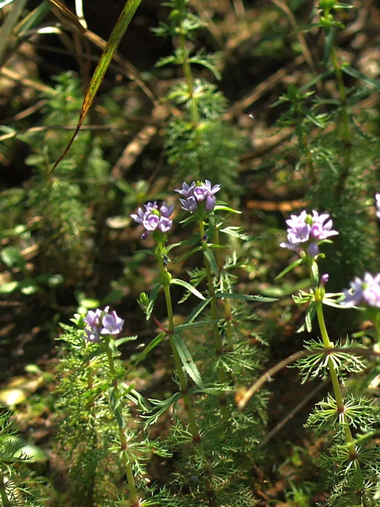 Limnophila heterophylla (Limnophila heterophylla)