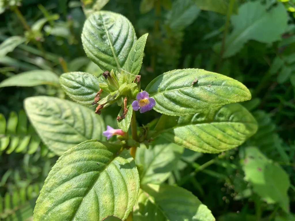 Limnophila rugosa (Limnophila rugosa)