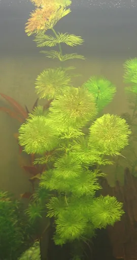 Ambulia (Limnophila sessiliflora)