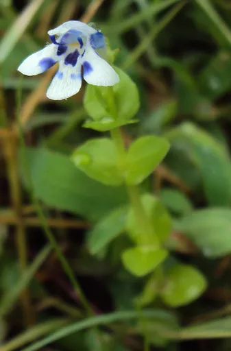 Lindernia rotundifolia (Lindernia rotundifolia)