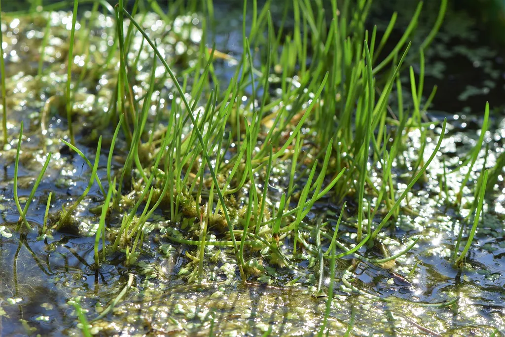 Littorella uniflora (Littorella uniflora)