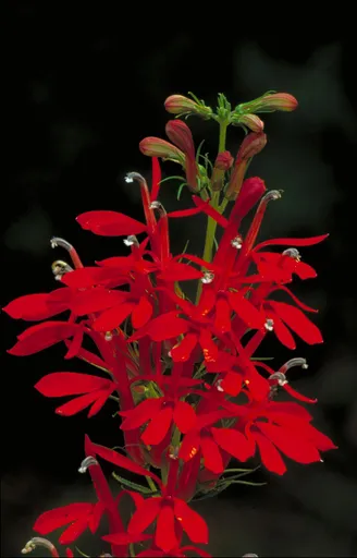 Lobelia cardinalis (Lobelia cardinalis)