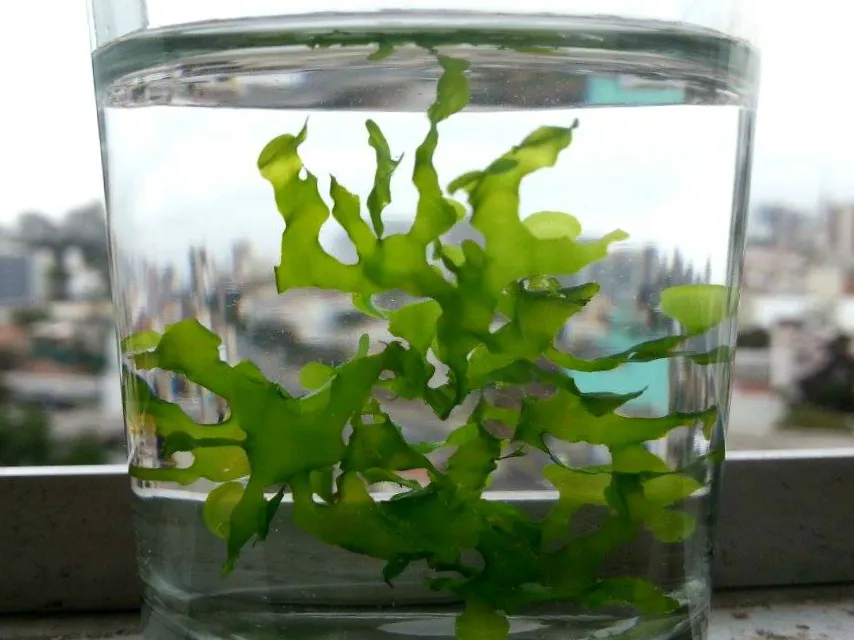 Süsswassertang (Lomariopsis cf. lineata)