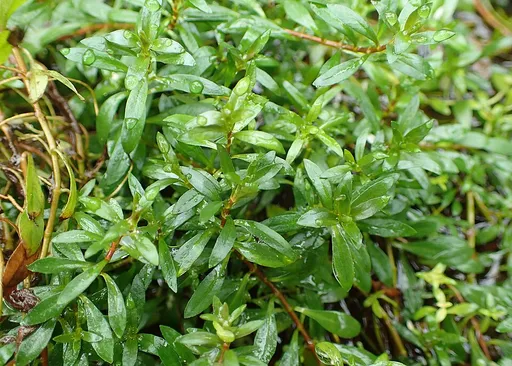 Ludwigia brevipes (Ludwigia brevipes)