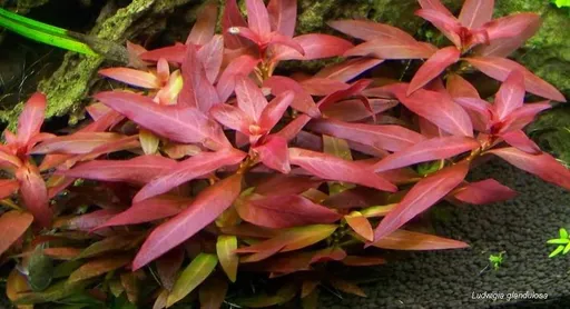 Ludwigia glandulosa (Ludwigia glandulosa)