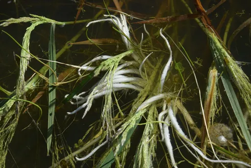 Floating ludwigia (Ludwigia helminthorrhiza)
